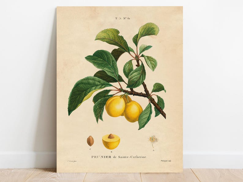 Botanical illustration of a plum branch with green leaves and yellow fruits labeled "Prunier de Sainte-Catherine." Vintage, naturalistic style.