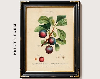 Plum Vintage Print, Botanical Art for Kitchen Decor / P213