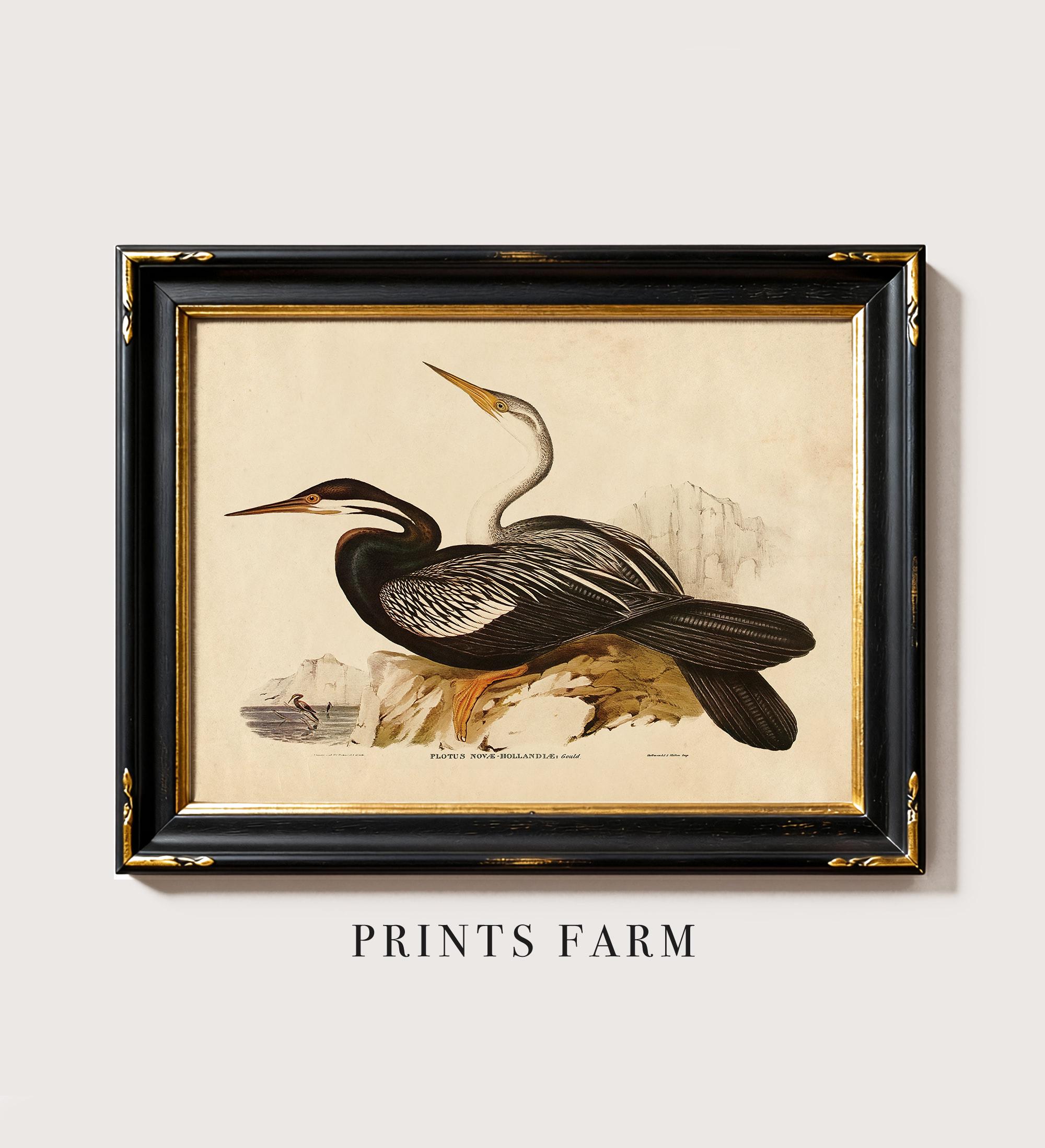 Vintage Sea Bird Print, Audubon Wall Art, Beach House Decor / P370 - Etsy