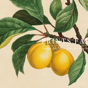 Illustrated branch with two ripe yellow fruits and lush green leaves. Text overlay: "Prints Farm, Vintage Art Prints, Gifts for Any Occasion."