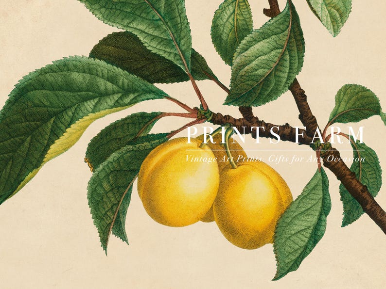 Illustrated branch with two ripe yellow fruits and lush green leaves. Text overlay: "Prints Farm, Vintage Art Prints, Gifts for Any Occasion."