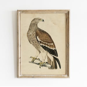 Impresión de águila real, póster de aves, ilustración de águila, regalo para amantes de las aves, arte mural / P385