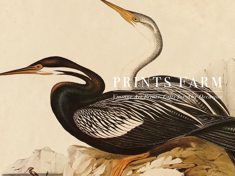 Vintage Sea Bird Print, Audubon Wall Art, Beach House Decor / P370 - Etsy