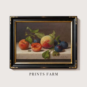 Peaches and Plums Still Life, Fruits Vintage Print, Kitchen Painting / P159