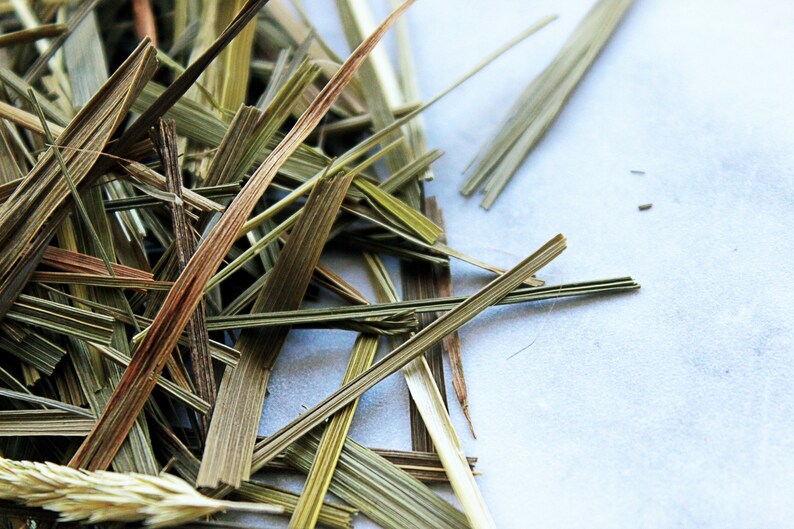 Sweetgrass Hierochloë Odorata Dried Vanillagrass Etsy