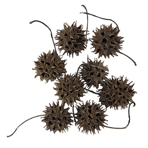 Sweet Gum Tree Pods Pack of 8 pcs Boutique Betta Aquarium Botanicals