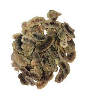 Senna Pods Pack of 120 pcs Boutique Betta Aquarium Botanicals