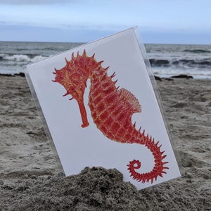 Sea Horse - Sea Creature Art Print