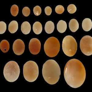 May include: A collection of 28 smooth, oval-shaped, natural shell beads in shades of beige and orange. The beads are arranged in rows and are all different sizes.