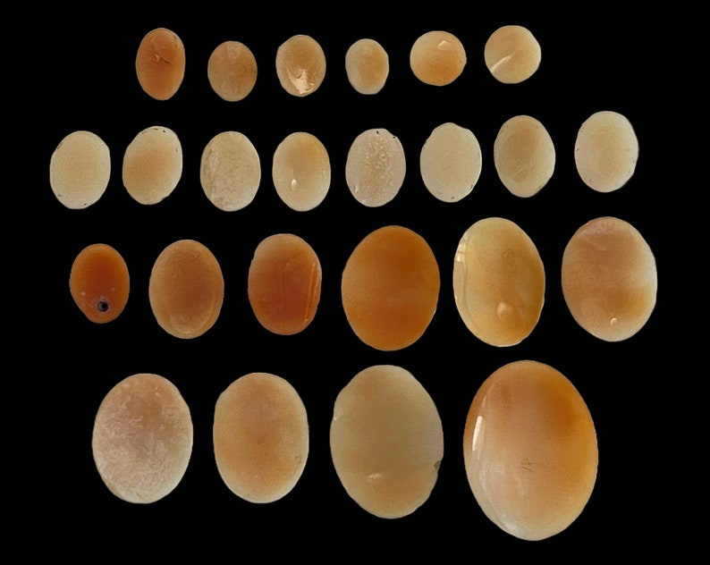May include: A collection of 28 smooth, oval-shaped, natural shell beads in shades of beige and orange. The beads are arranged in rows and are all different sizes.