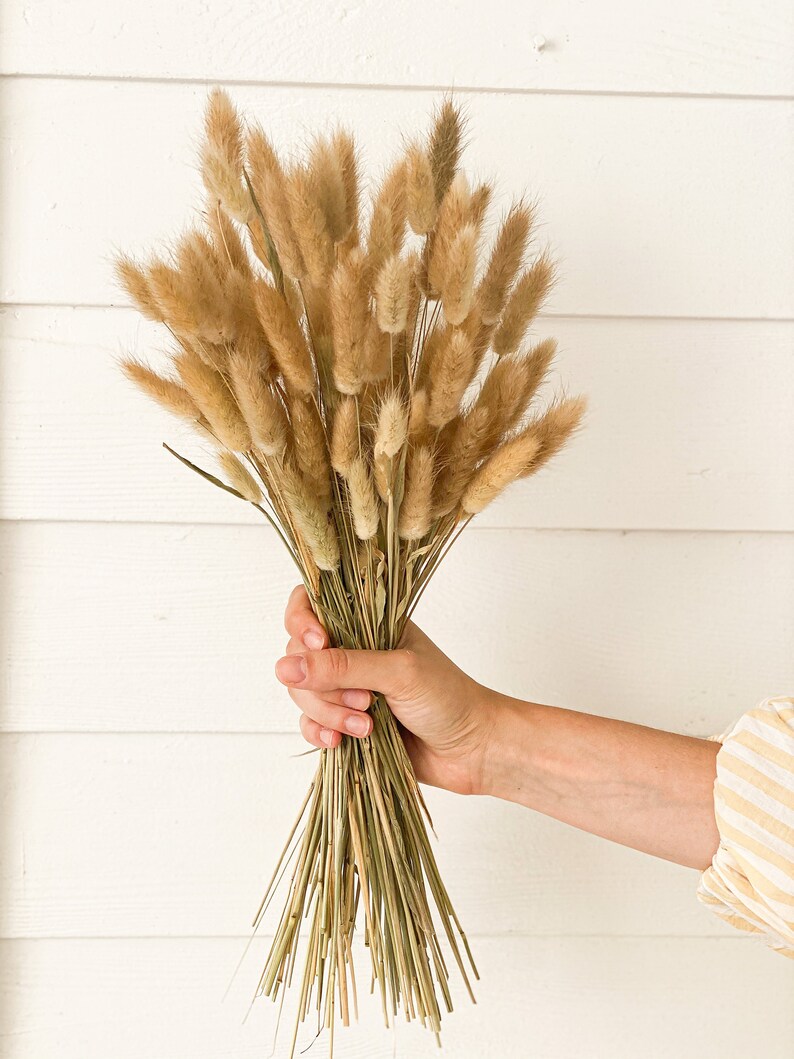 120 Stems Rabbit Tail Grass Dried Bunny Tails Grass Pampas Etsy