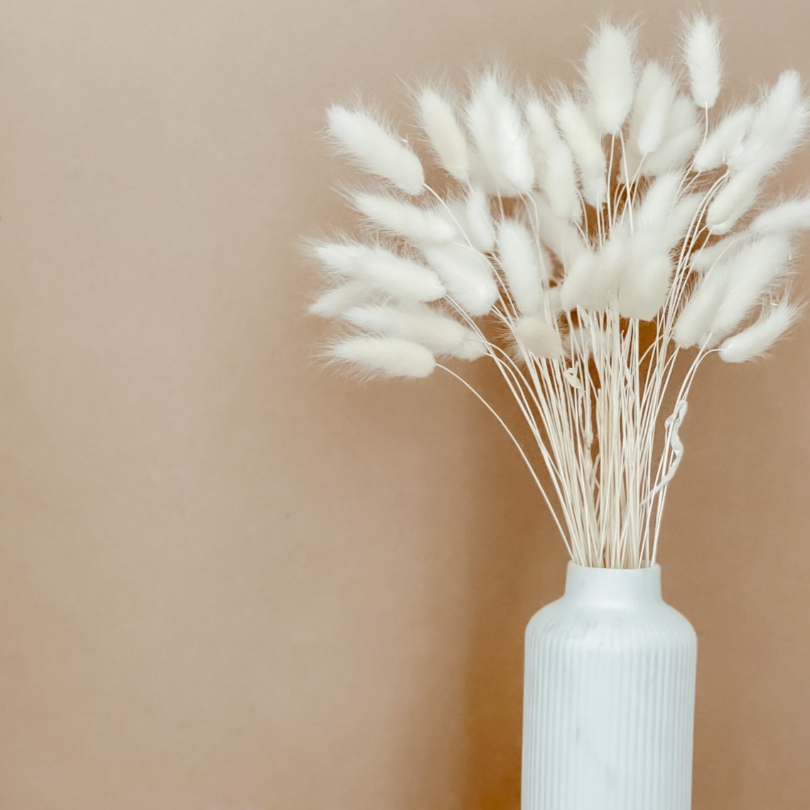 Natural / White Bunny Tails Pampas Grass Lagurus Ovatus Etsy