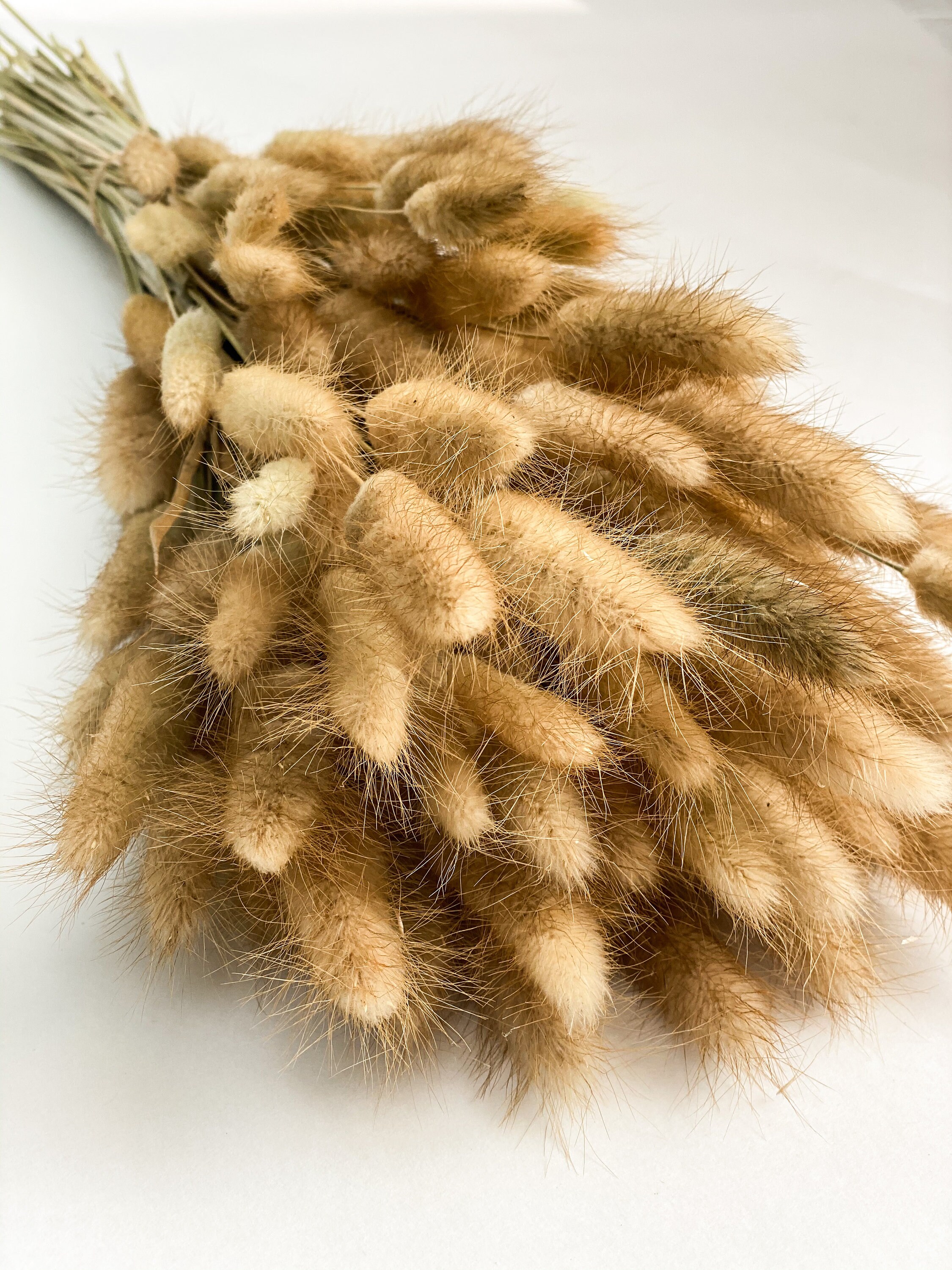 120 Stems Rabbit Tail Grass Dried Bunny Tails Grass Pampas Etsy