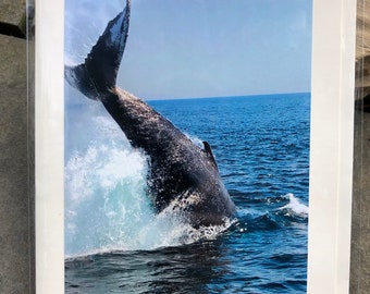 Humpback Whale Photography blank greeting cards Set of 4, 5 x 7 inches