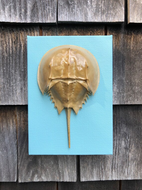 Atlantic Horseshoe Crab Shell Exoskeleton Molt Wall Hanging Etsy