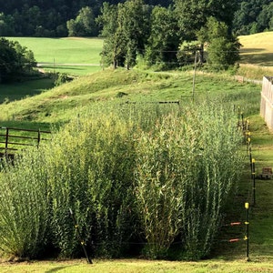 Op de afbeelding: Een schilderachtig buitenaanzicht met weelderige groene struiken op de voorgrond, met op de achtergrond glooiende heuvels en dichte bomen. Een hek en elektriciteitsmasten zijn ook zichtbaar, waardoor een natuurlijk landschap ontstaat.