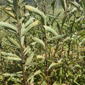 Harrison&#39;s B Willow Cuttings