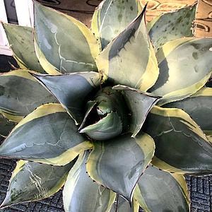 Agave Parrasana Sea Star - Variegated Agave