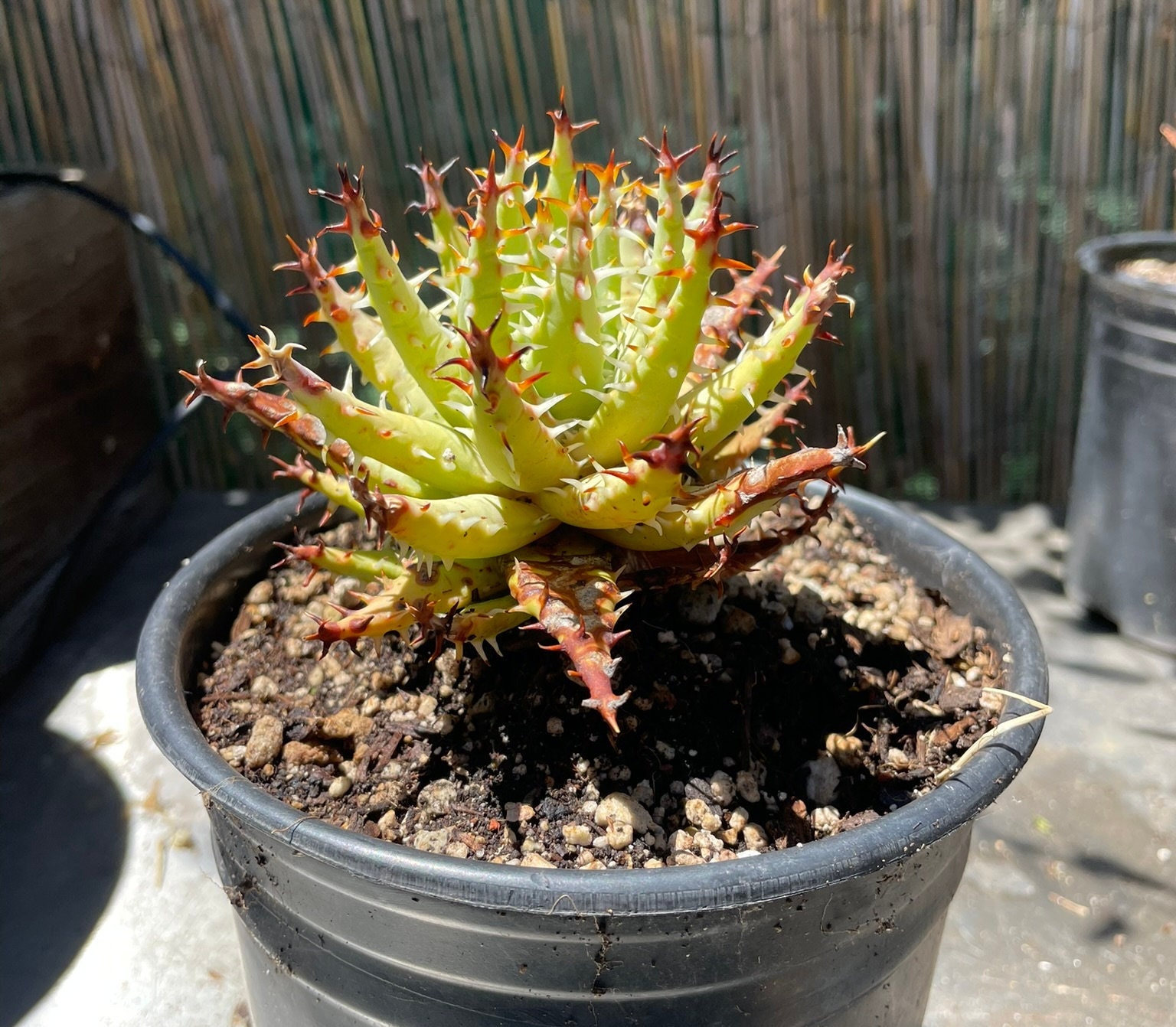 Aloe Pearsonii - Etsy