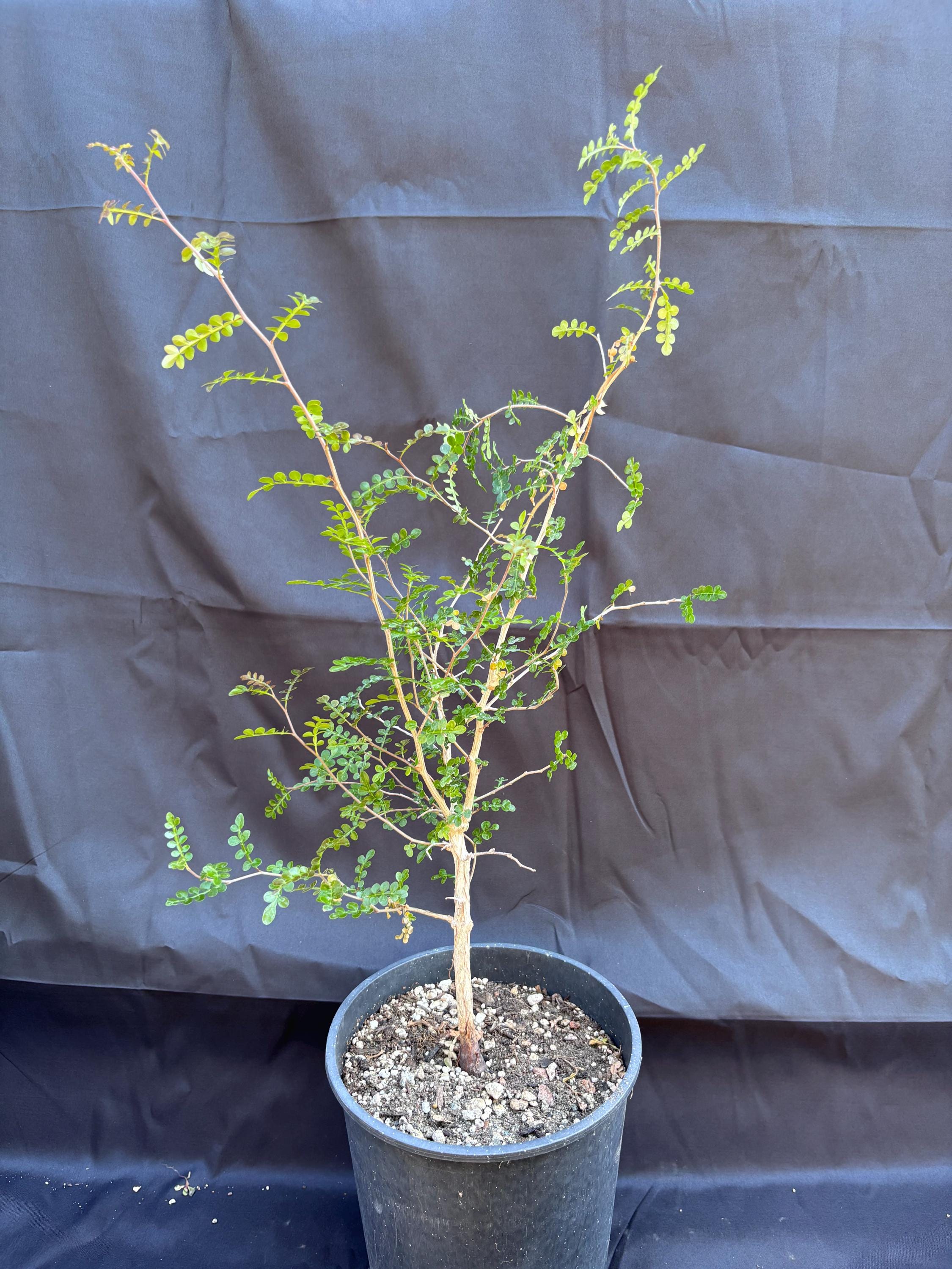 Operculicarya decaryi Elephant Tree Succulent Plant - Gnarled Bonsai-Like Trunk