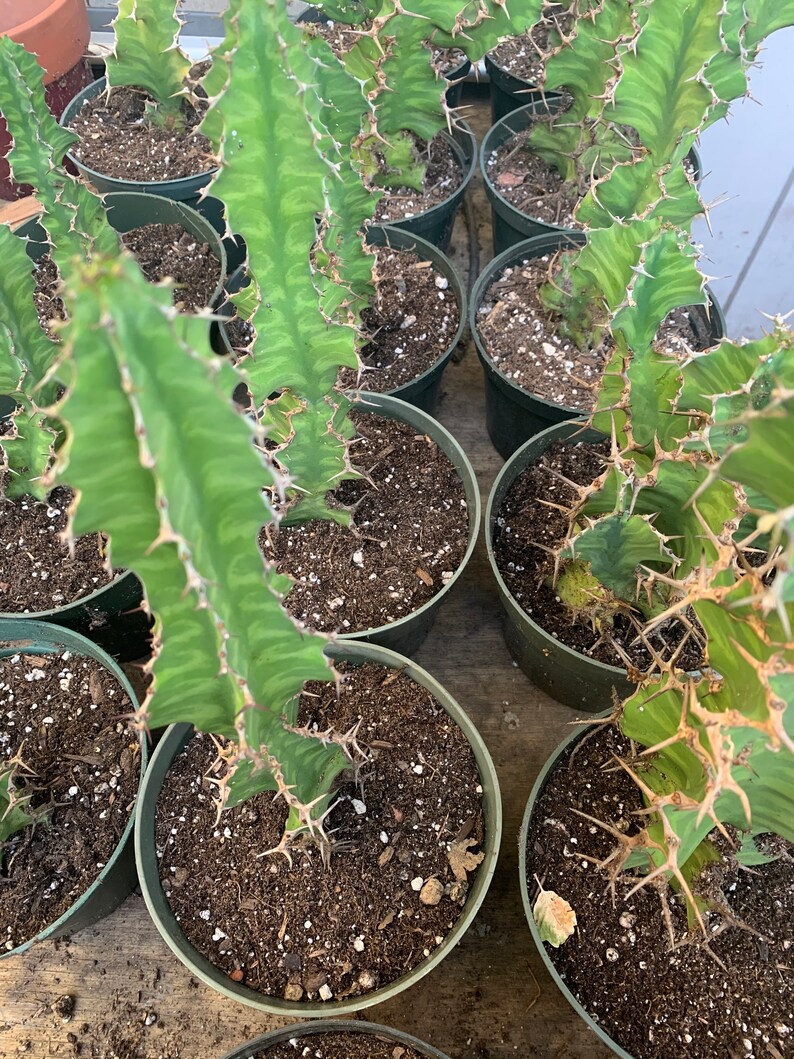zigzag plant propagation zigzag plant propagation