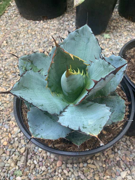Agave Titanota Black and Blue - Etsy