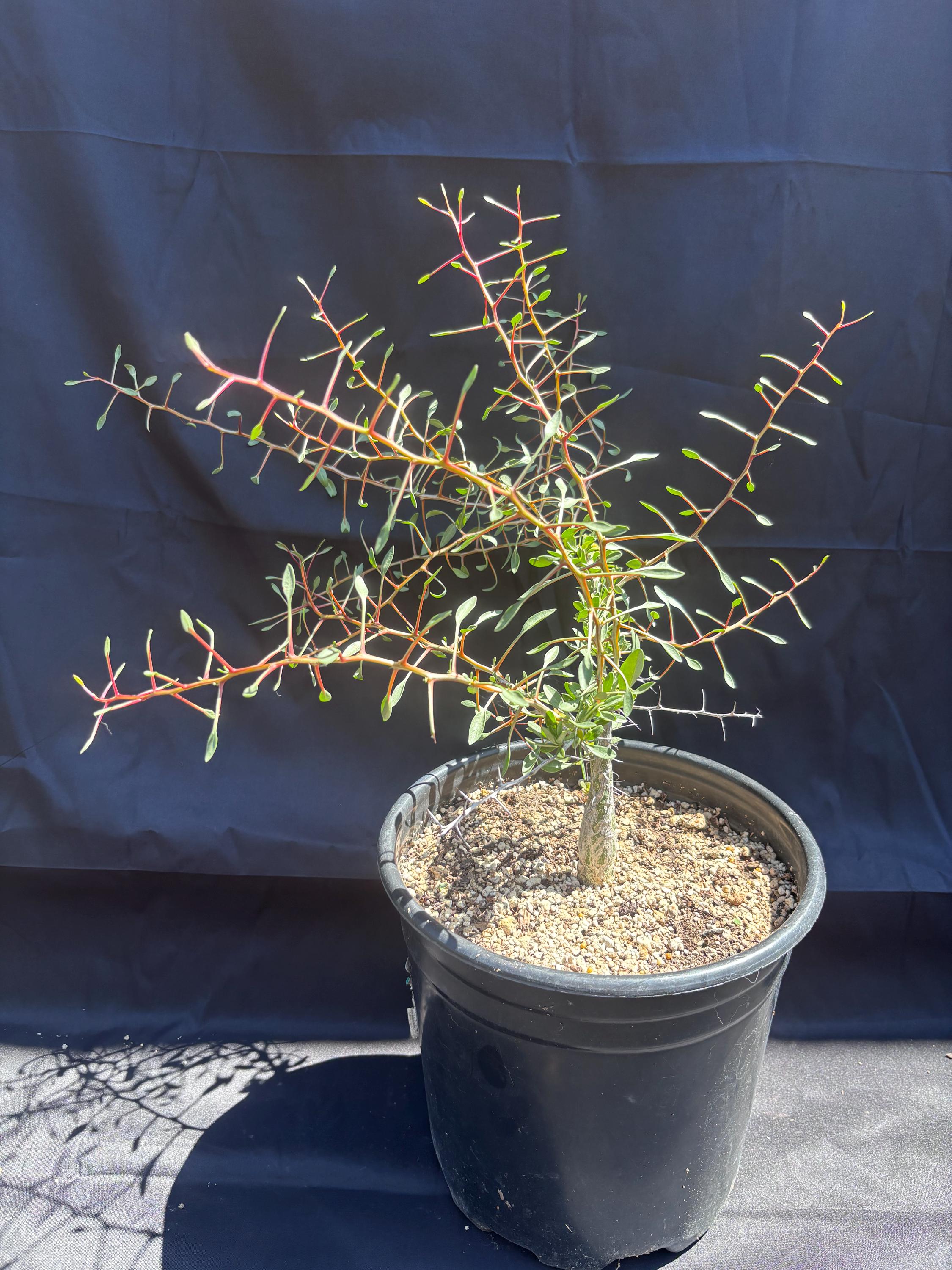 Bizarre Plants - Etsy