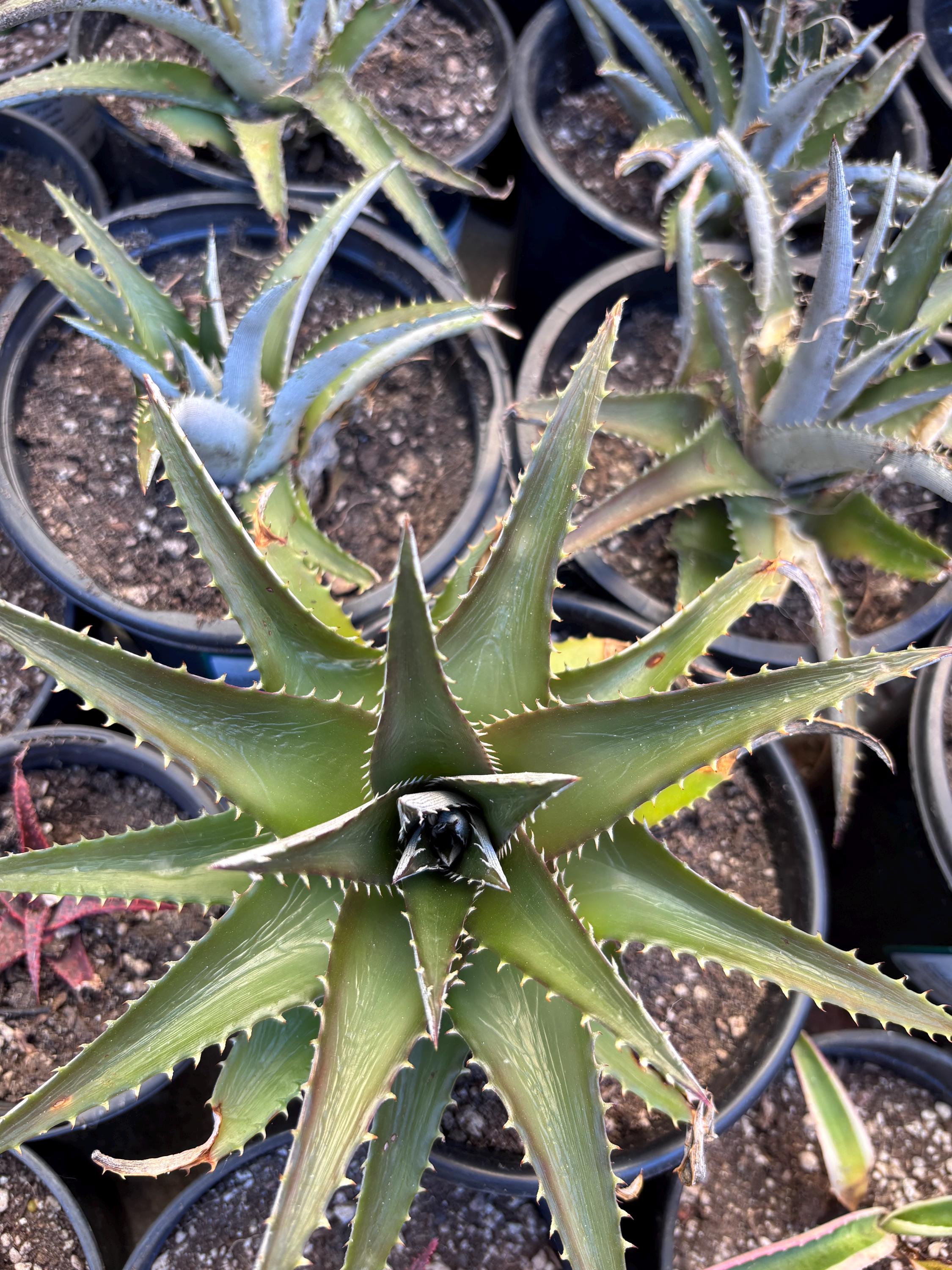 Dyckia AmazonicoDyckia 'Crybaby Marin' × 'Great Summit'