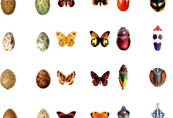 Lost Miniatures - Bugs, Butterflies & Eggs - DIY Print @ Home!