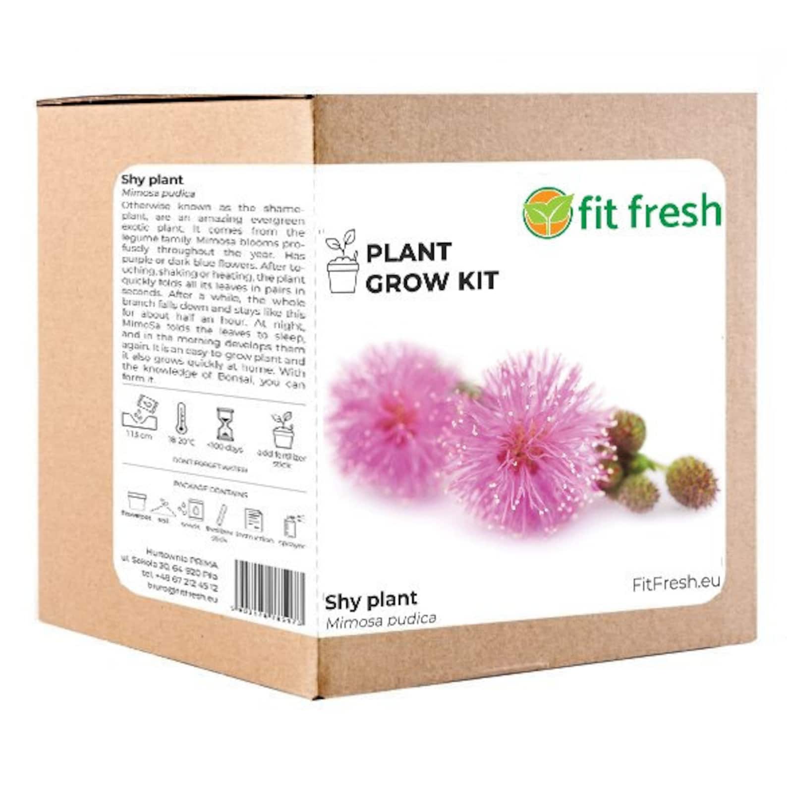 Plant Grow Kit Mimosa Pudica Seeds Sensitive Plant Growing Kit Etsy