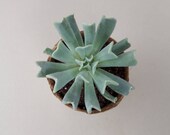 Echeveria Runyonii 39 Topsy Turvy 39 in 6cm biodegradable pot.