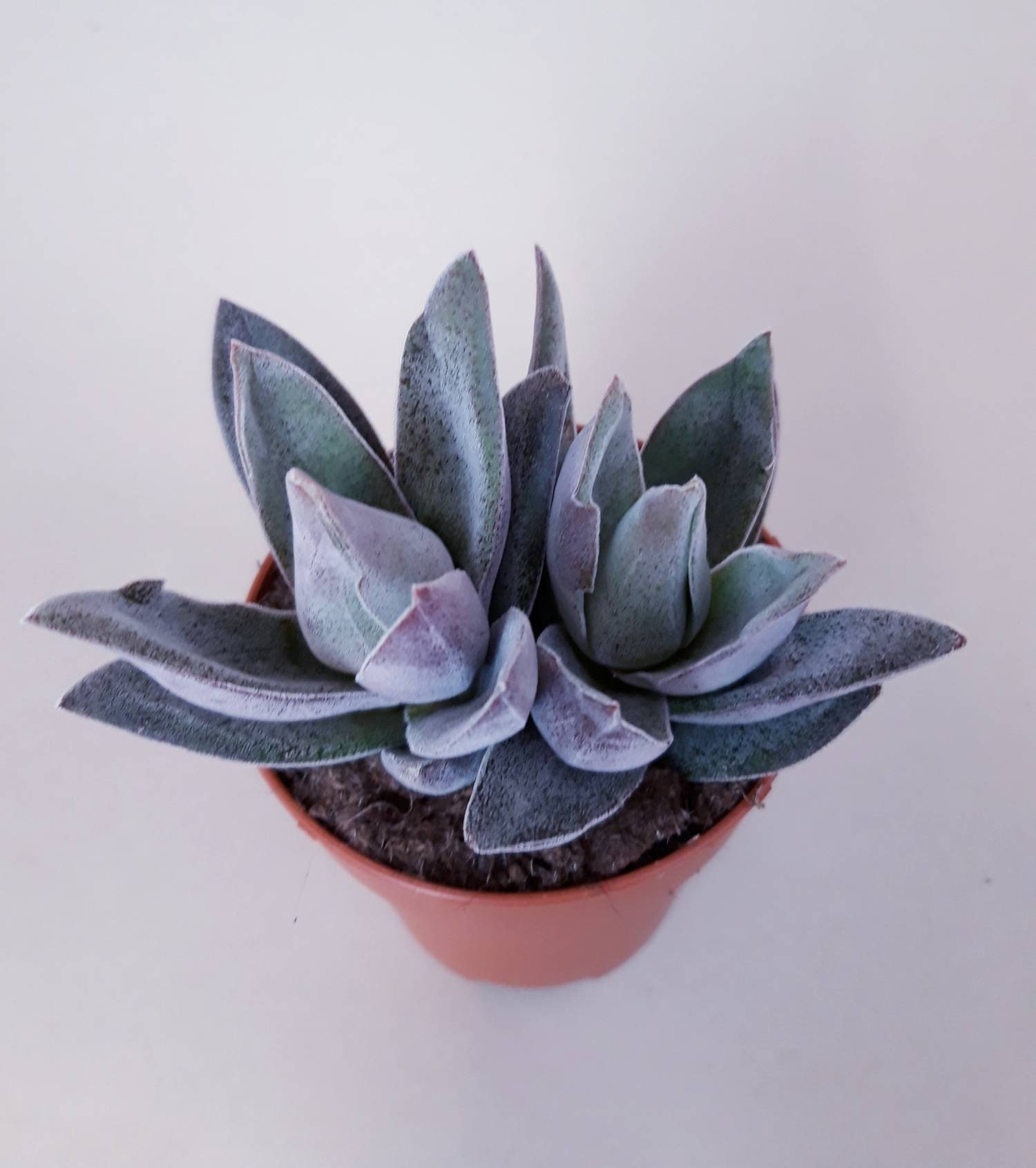 Крассула garnet lotus