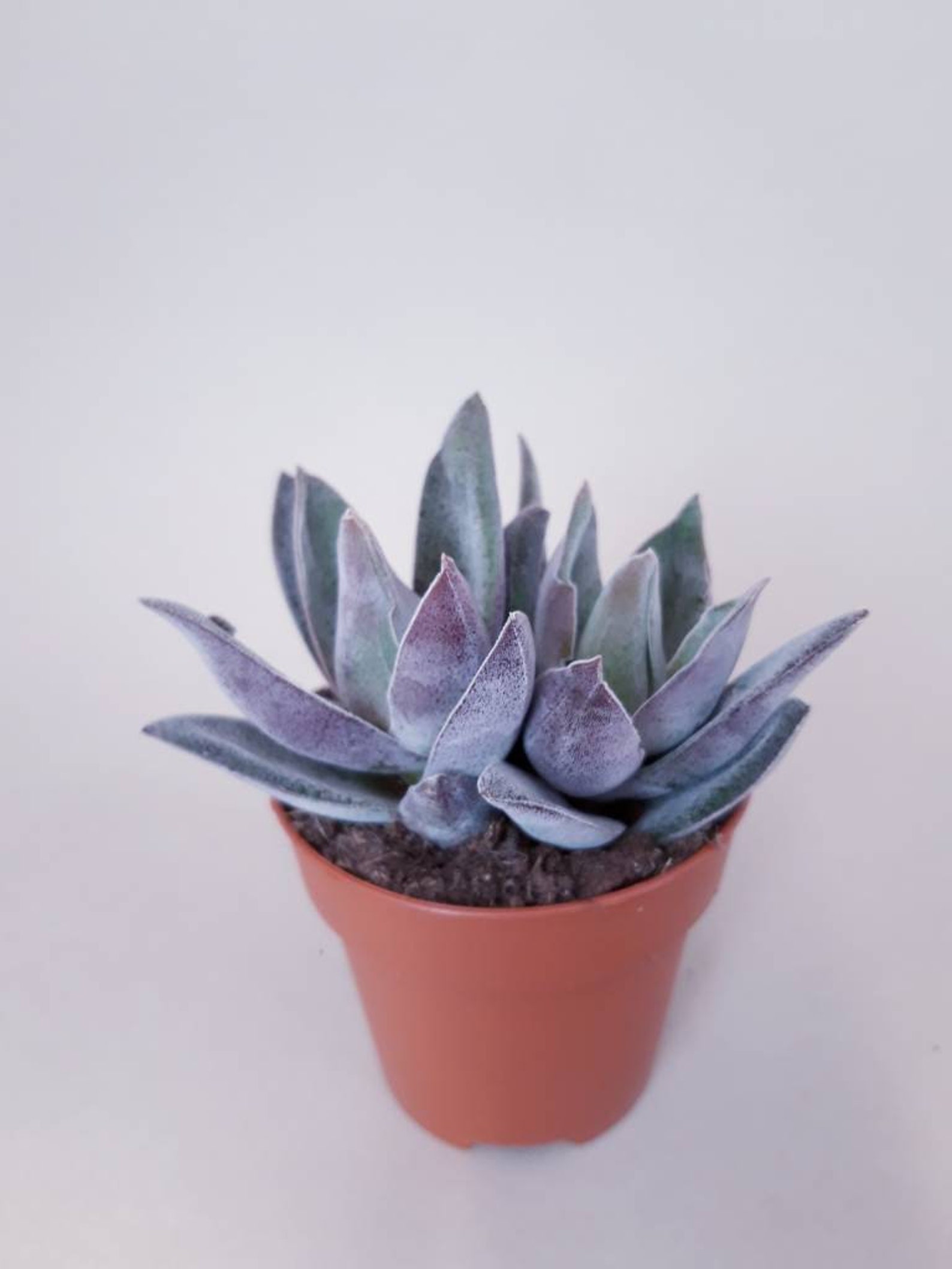 Crassula garnet lotus