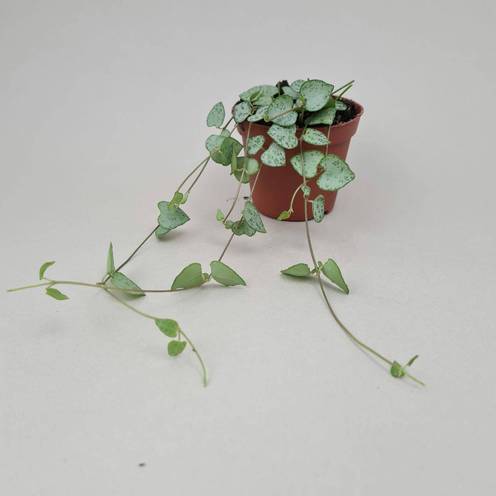 String of Spades Ceropegia Wooddii Trailing Succulent in 6cm Etsy UK