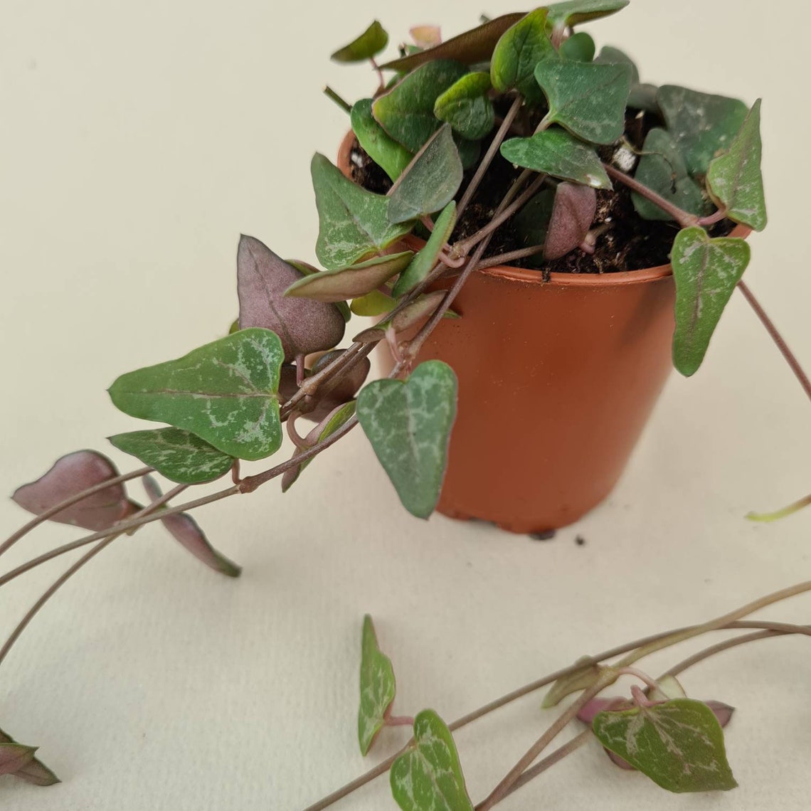 String of Hearts 'Orange River' Ceropegia Woodii Etsy