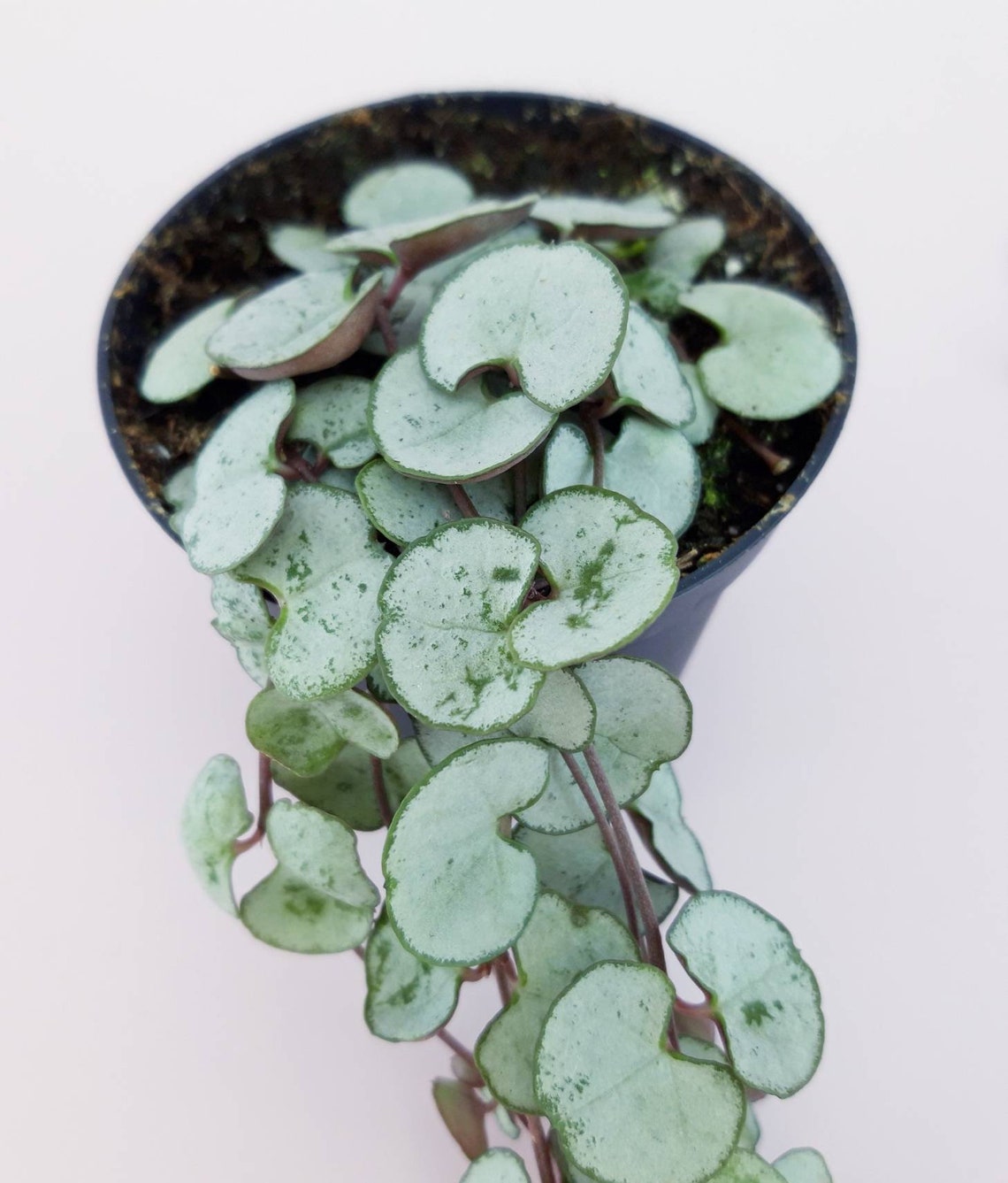 String of Hearts 'Silver Glory' Ceropegia Woodii Etsy