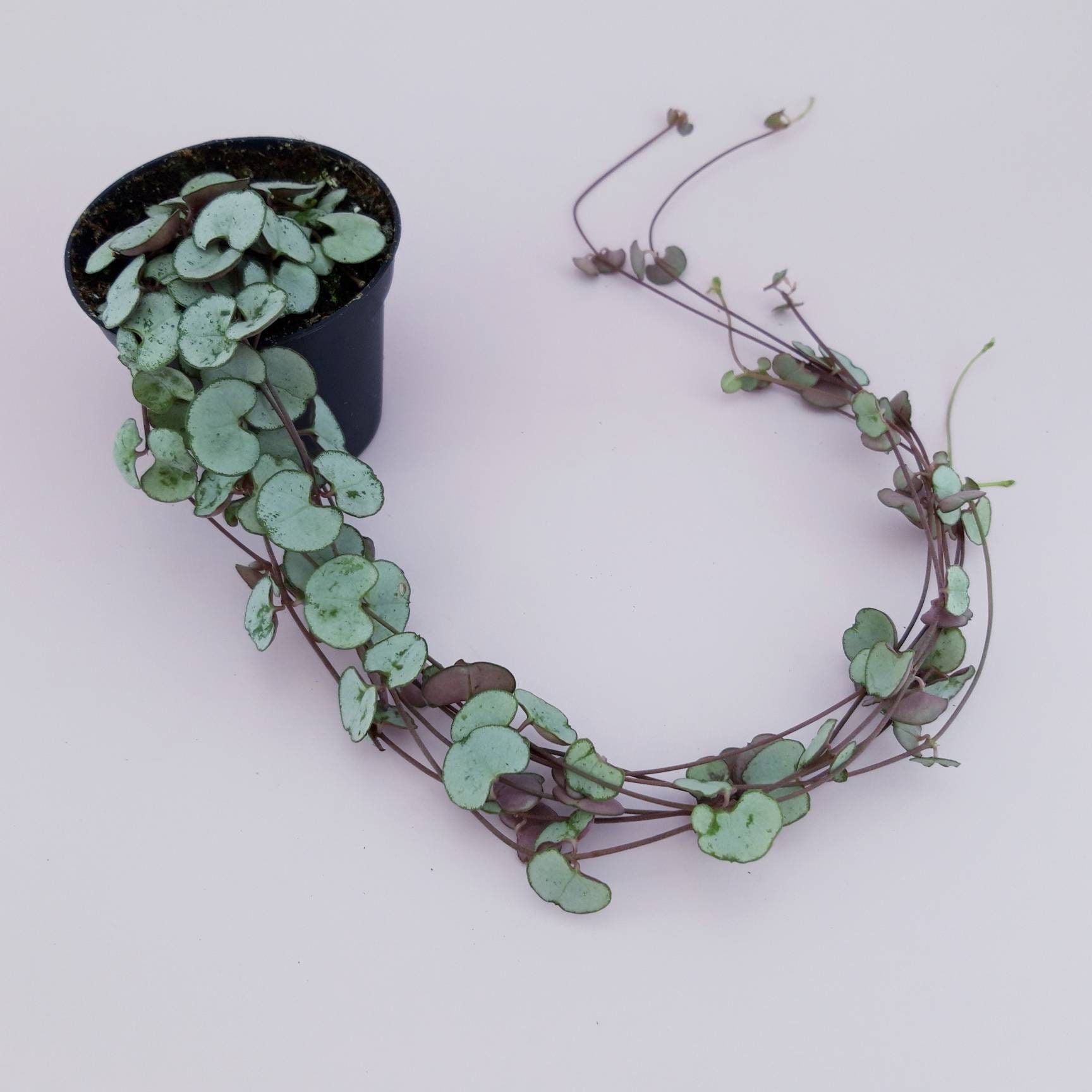 String of Hearts 'Silver Glory' Ceropegia Woodii Etsy