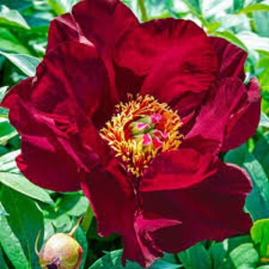 Scarlet Heaven ITOH (intersectional) peony, - velvety deep red blooms 2-3 eye roots-free ship