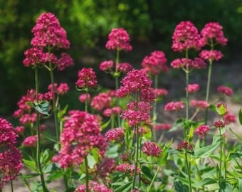 Red Valerian Plant, showy red flowers, repeat perennial bloomer, reseeds, free ship- 1 bare root, 3+" long roots per order