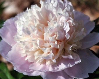 Madam Calot Peony, Heirloom, fragrant, pink variety, 2-3 eye