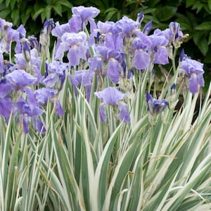 May include: A close-up of a cluster of light purple iris flowers with water droplets on the petals. The flowers are surrounded by green and white striped leaves. The background is a blurred green.