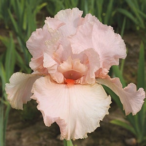 Peggy Sue Reblooming pink Iris, award winning, great landscape plant, easy care, long lived perennial-free ship