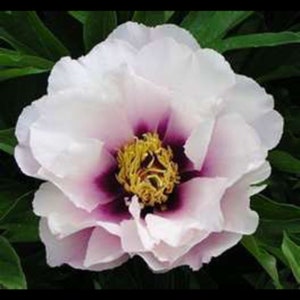 Cora Louise ITOH (intersectional peony, semi double light pink blooms, 3-5 eye bare root divisions free ship