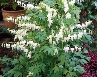 Bleeding Heart "Alba" White Dicentra-bare root plant- spring blooms, easy perennial, blooming shade plant, long lived-free ship