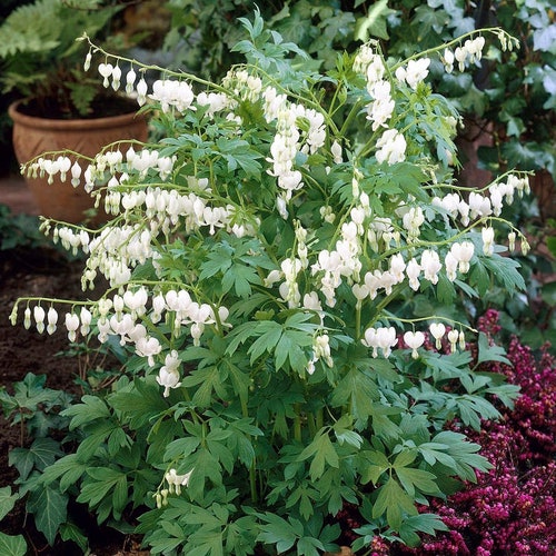 Bleeding Heart "Alba" White Dicentra-bare root plant- spring blooms, easy perennial, blooming shade plant, long lived-free ship