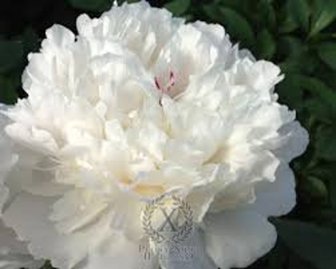 Festiva Maxima Peony, Double Form, White With Red Flecks, Fragrant Type