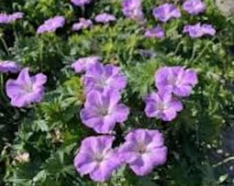 Frivolous Lilac,  hardy geranium, long blooming, 10" tall mature, clump forming perennial groundcover-bare root-free ship