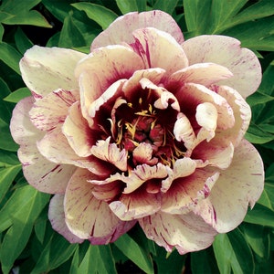 All that Jazz ITOH Peony-Shades of Apricot with streaks and centers in Magenta, easy care perennial plant-ships bare root-free ship