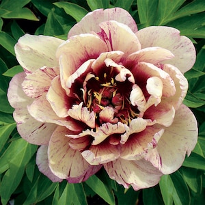 PRE BUY-All that Jazz ITOH Peony-Shades of Apricot with streaks and centers in Magenta, easy care perennial plant-ships bare root-free ship