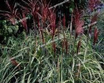 Malepartus Ornamental Miscanthus Grass, 4-6' tall when mature, red blooms in summer-easy care perennial-free ship